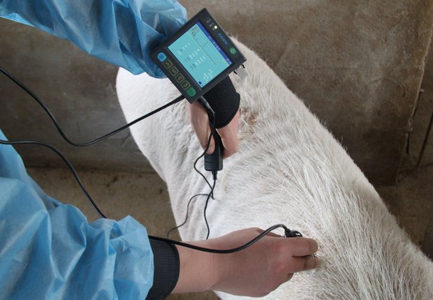 Узи сканер для свиноводства MSU3 MSU3 фото