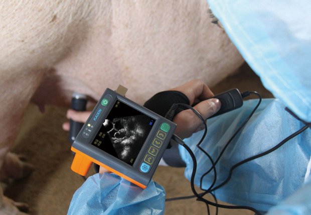 Узи сканер для свиноводства MSU3 MSU3 фото